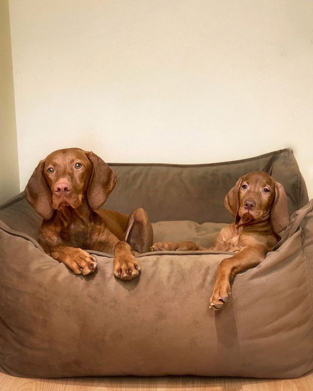 16 Interesting Facts About Vizsla Dogs 11
