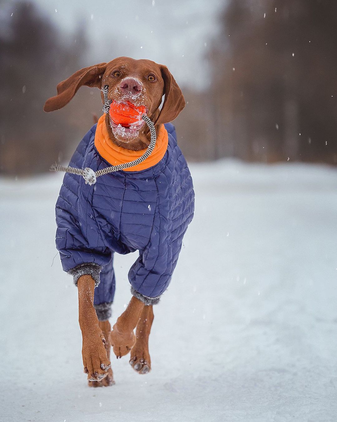 16 Interesting Facts About Vizsla Dogs 10