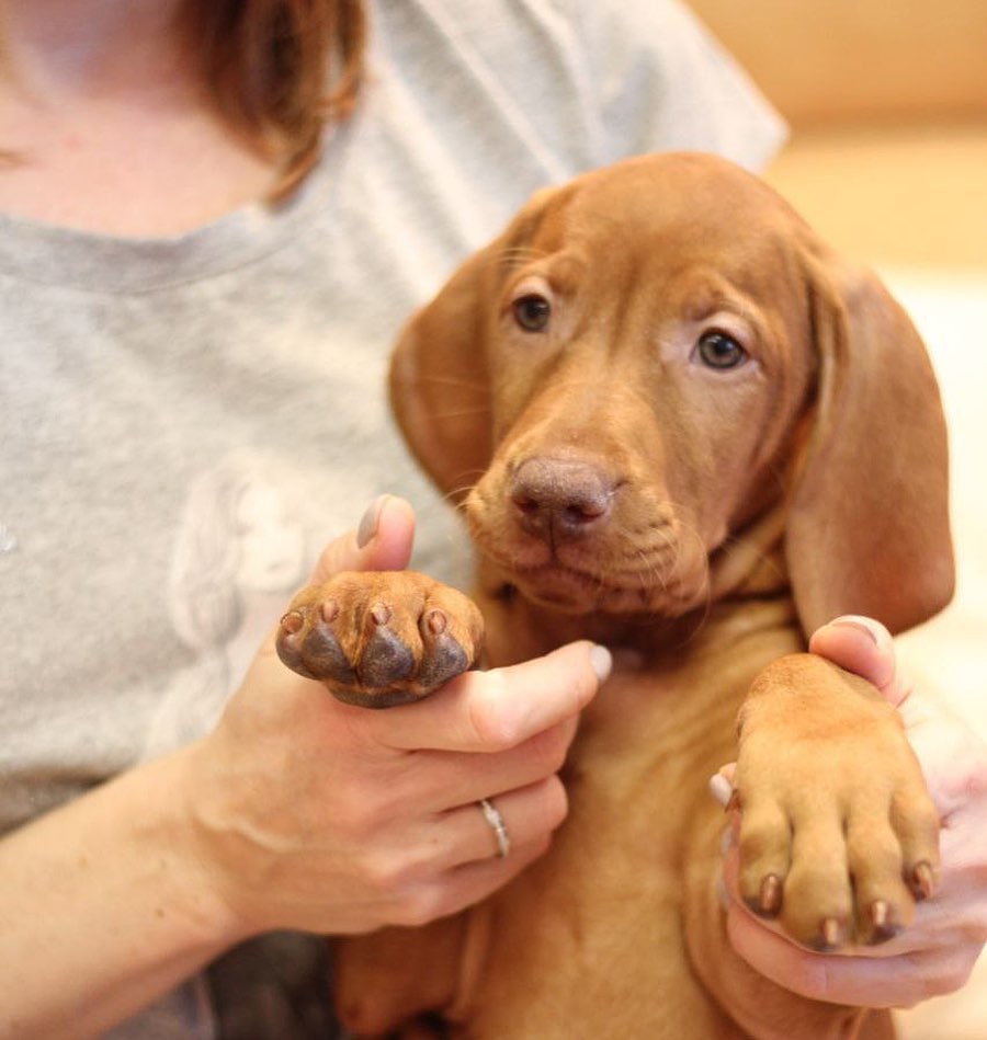 16 Interesting Facts About Vizsla Dogs 11