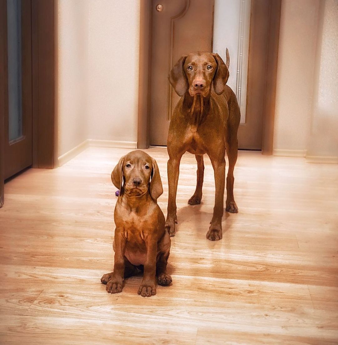 16 Interesting Facts About Vizsla Dogs 9