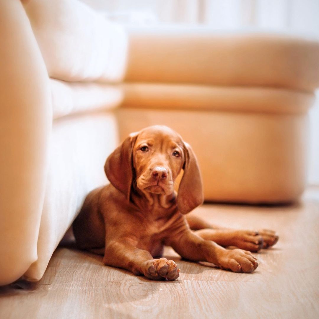 16 Interesting Facts About Vizsla Dogs 10