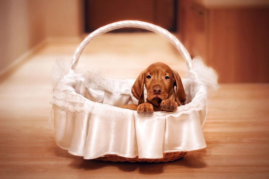 16 Interesting Facts About Vizsla Dogs 11