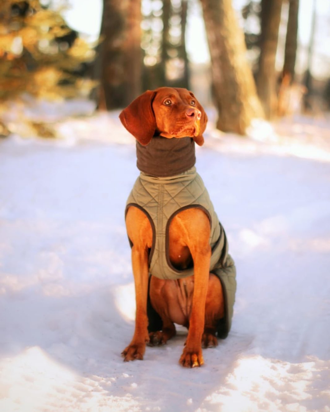 15 Amazing Facts About Vizsla Dogs You Probably Never Knew 9