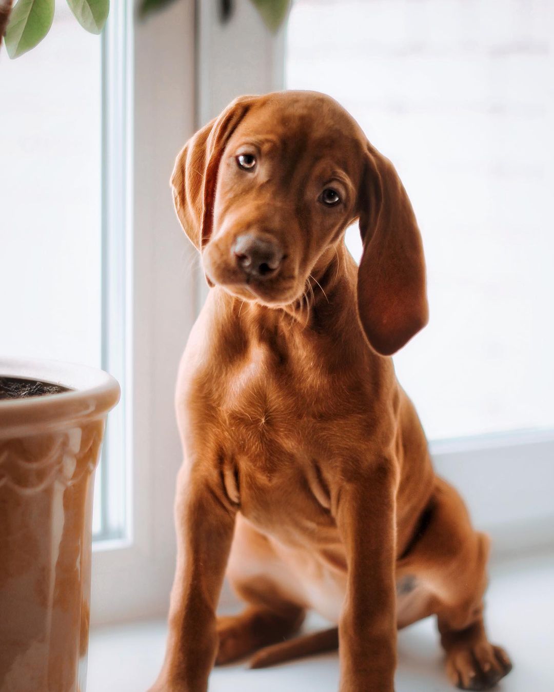 16 Interesting Facts About Vizsla Dogs 9