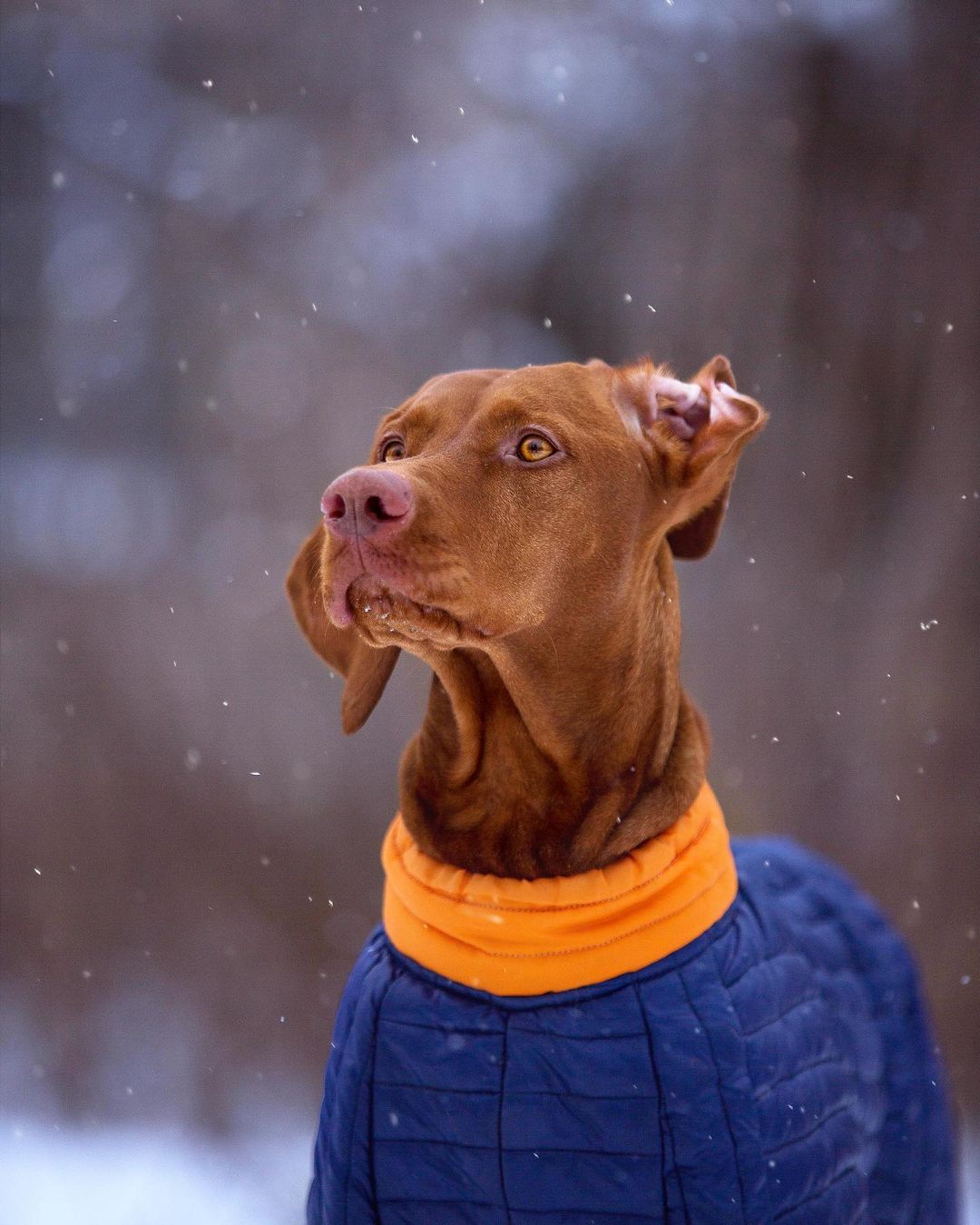 16 Interesting Facts About Vizsla Dogs 10
