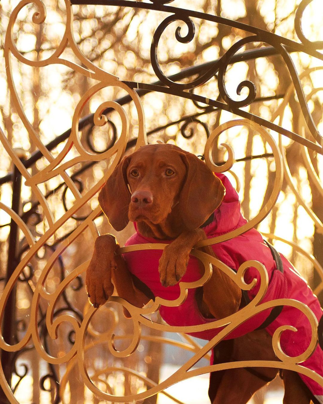 16 Interesting Facts About Vizsla Dogs 11
