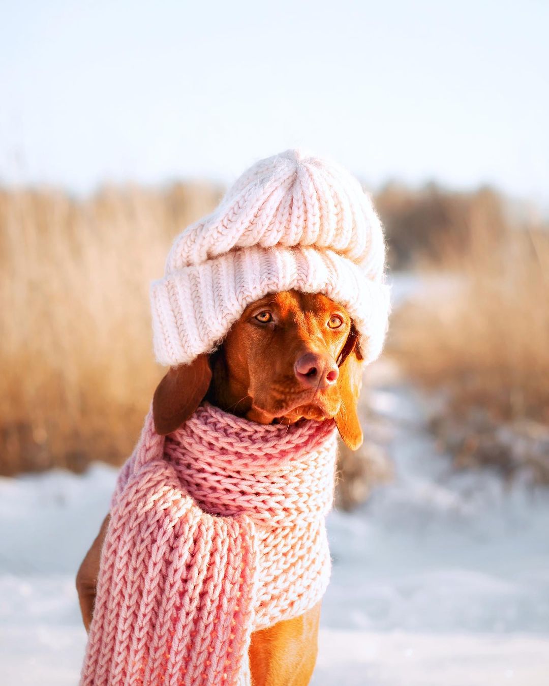 16 Interesting Facts About Vizsla Dogs 9