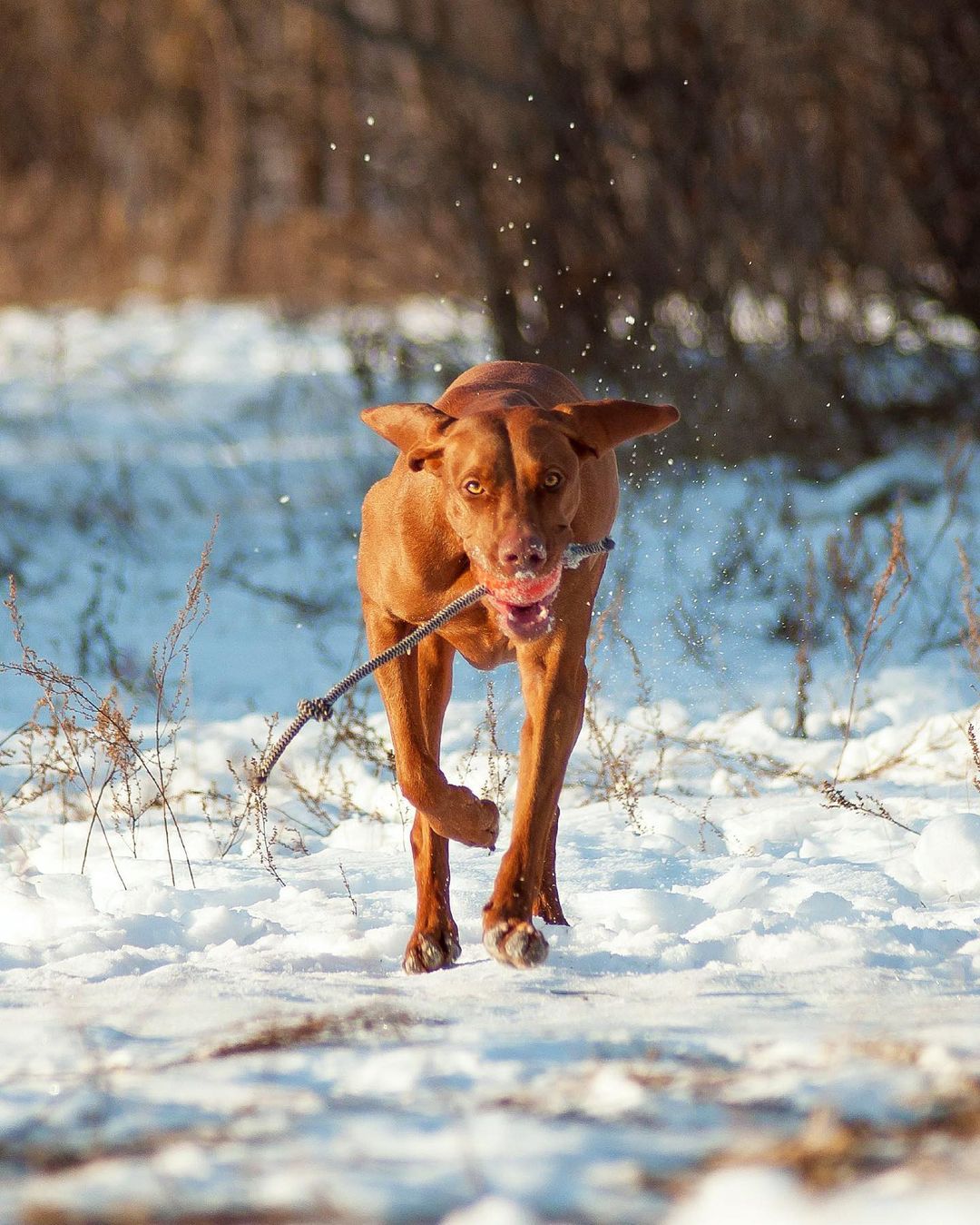 16 Interesting Facts About Vizsla Dogs 10