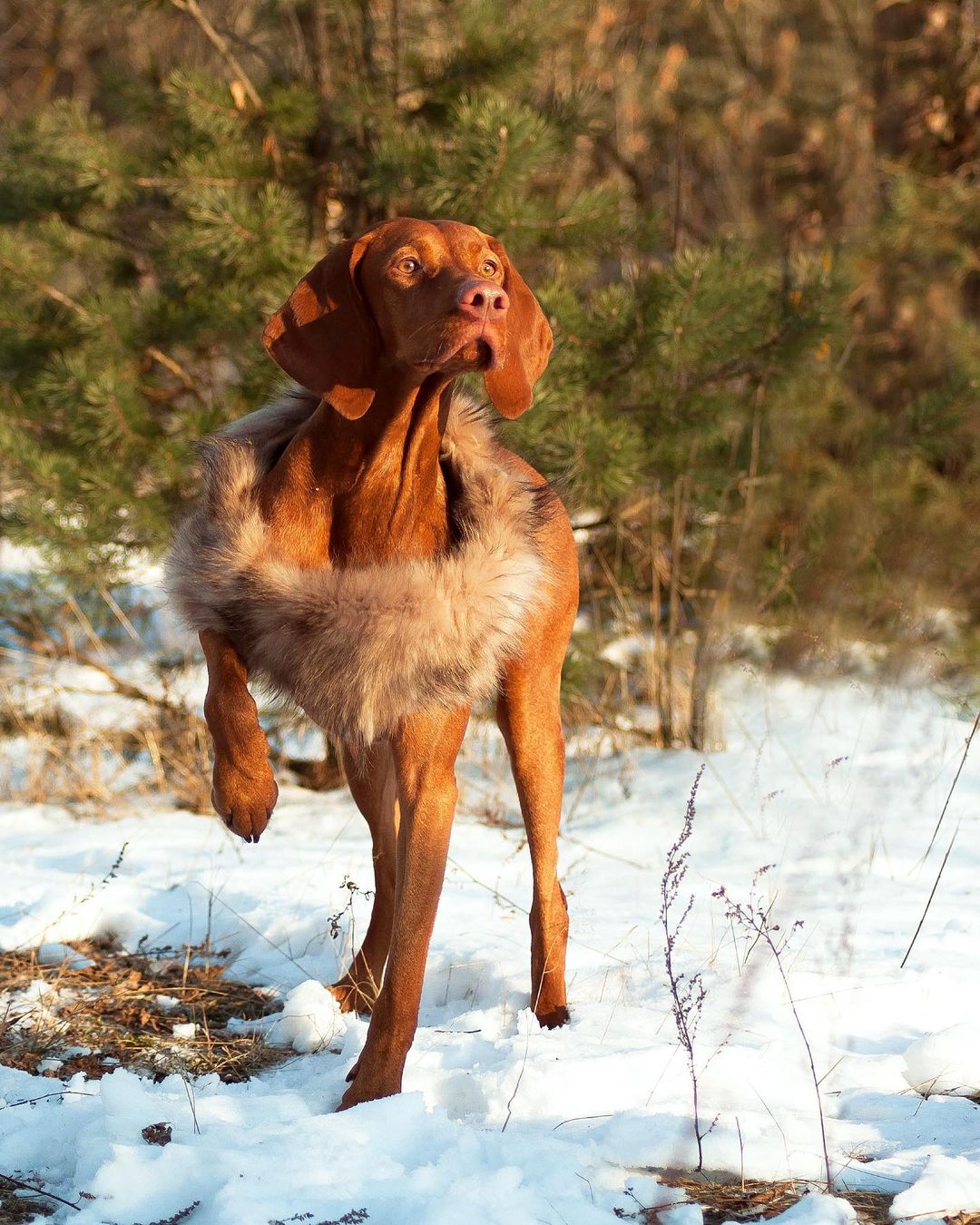 16 Interesting Facts About Vizsla Dogs 11