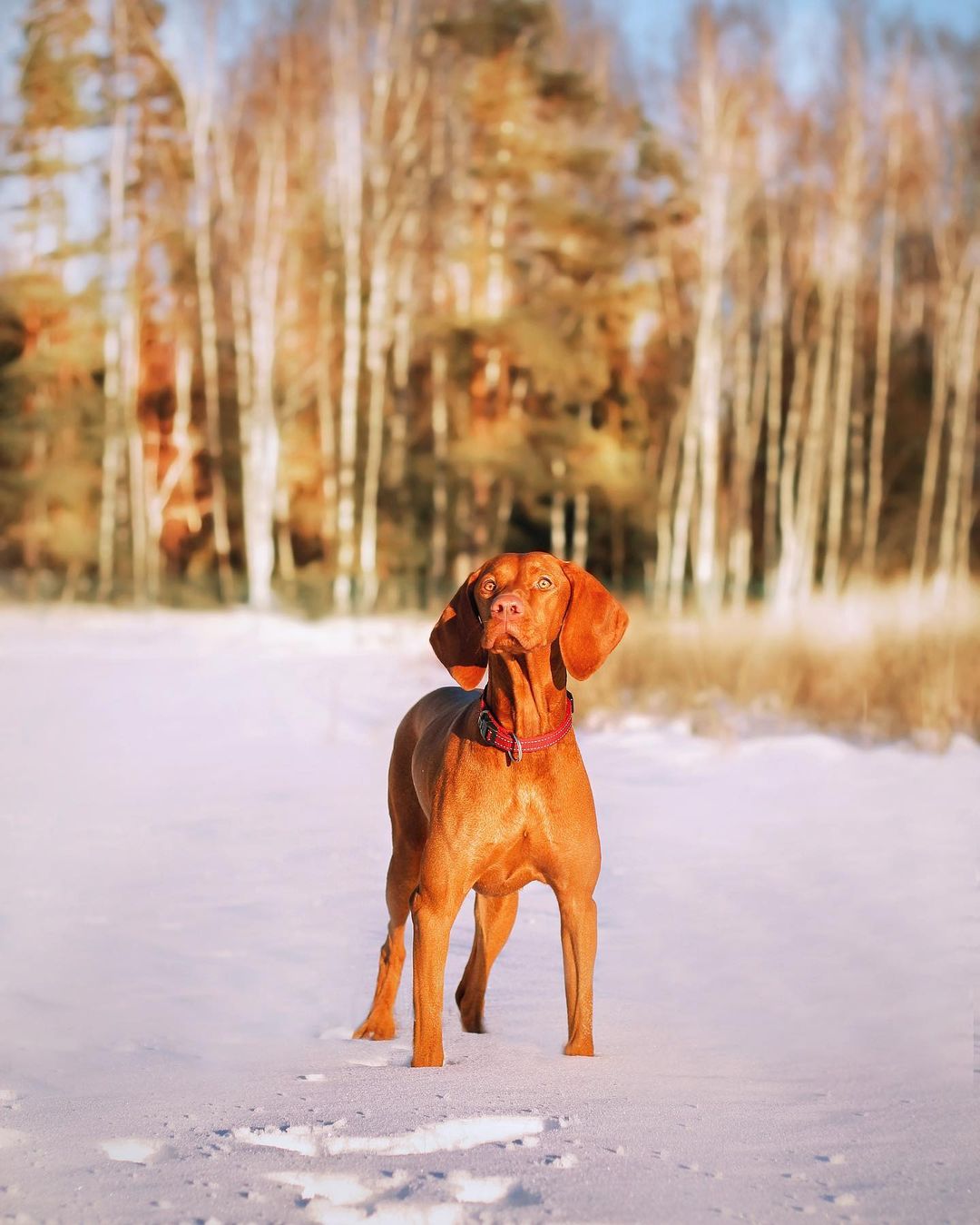 16 Interesting Facts About Vizsla Dogs 5