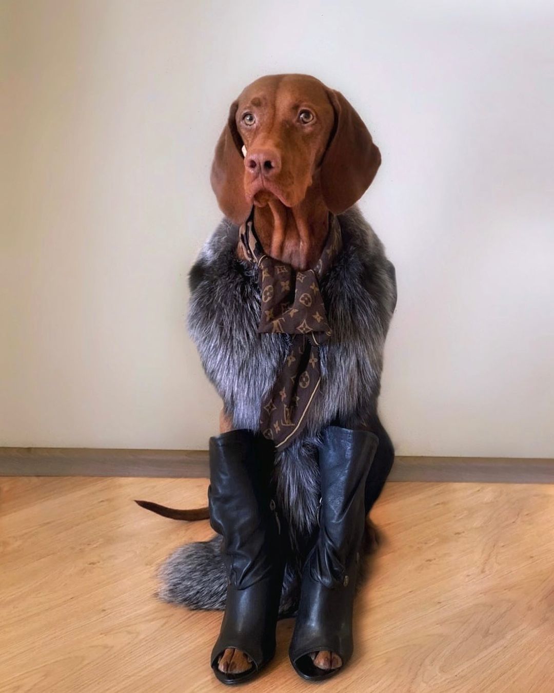 15 Amazing Facts About Vizsla Dogs You Probably Never Knew 10