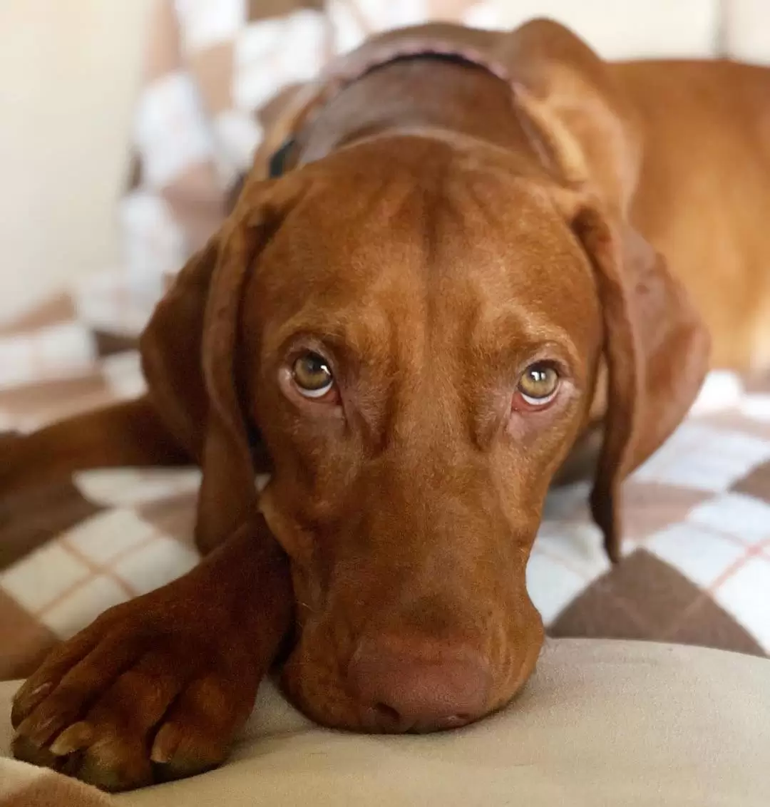 vizsla cushions