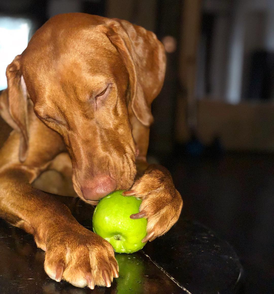 15 Amazing Facts About Vizsla Dogs You Probably Never Knew 10
