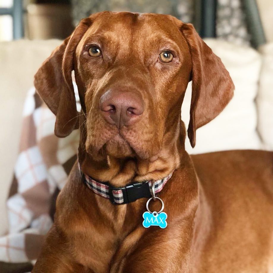 15 Amazing Facts About Vizsla Dogs You Probably Never Knew 11