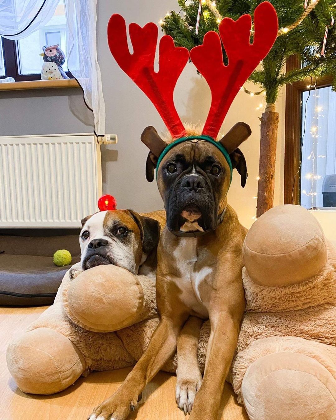 15 Interesting Facts About Boxers 9