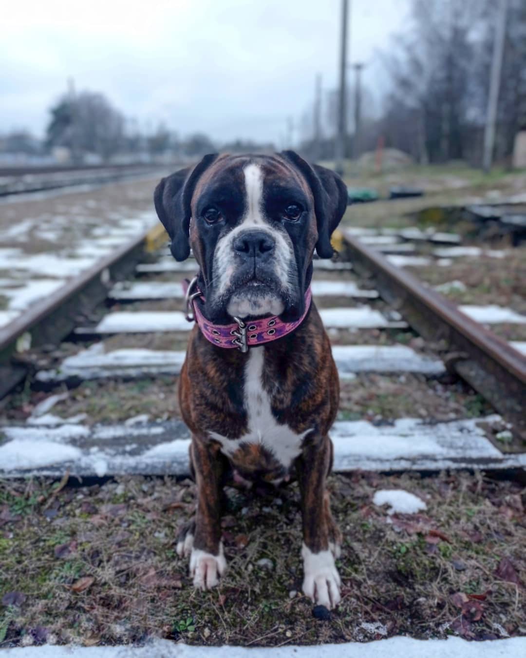 15 Interesting Facts About Boxers 10