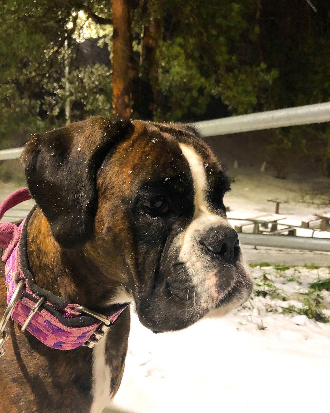 15 Interesting Facts About Boxers 11