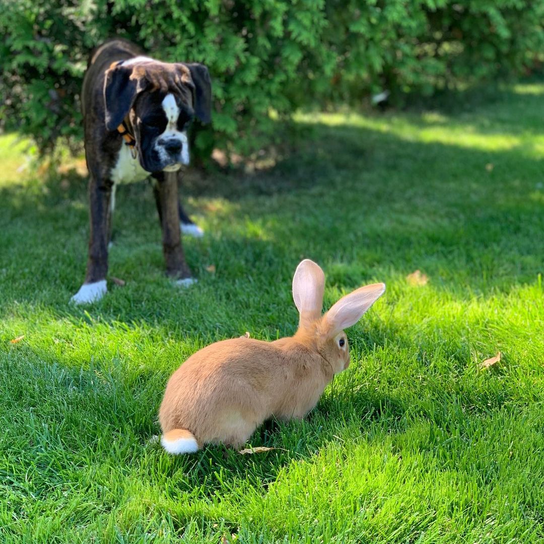 15 Amazing Facts About Boxers You Probably Never Knew 9