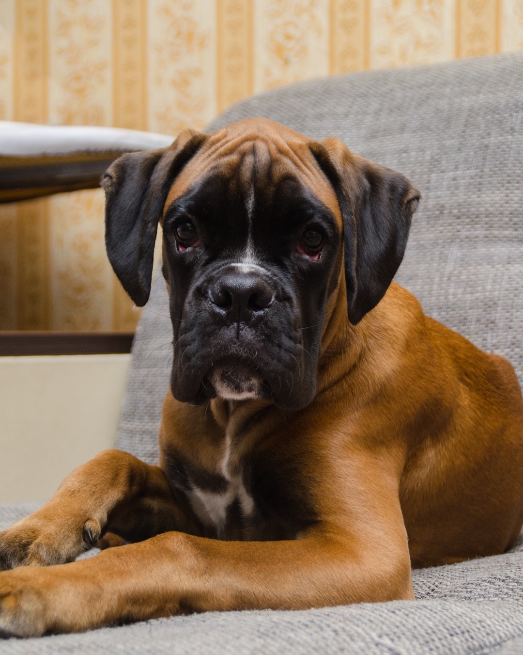 15 Interesting Facts About Boxers 10