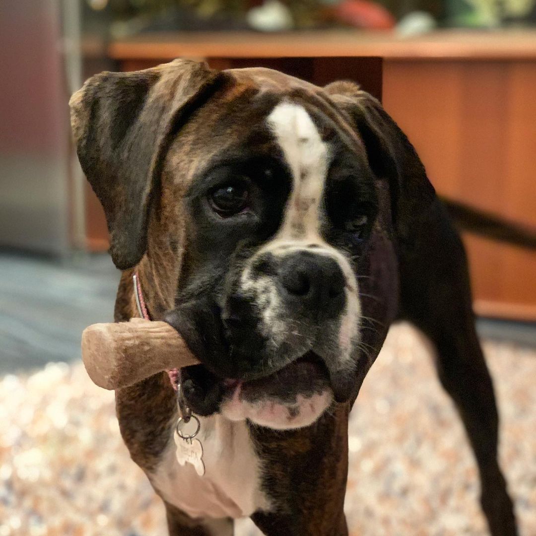 15 Amazing Facts About Boxers You Probably Never Knew 10