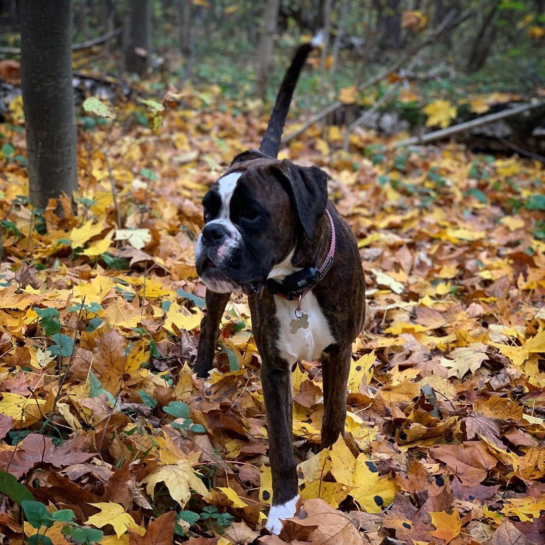 15 Amazing Facts About Boxers You Probably Never Knew 11