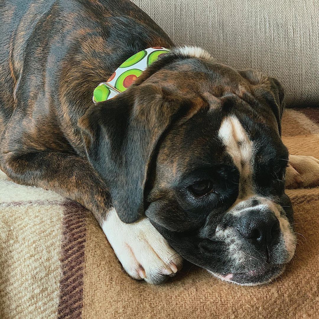 15 Amazing Facts About Boxers You Probably Never Knew 9