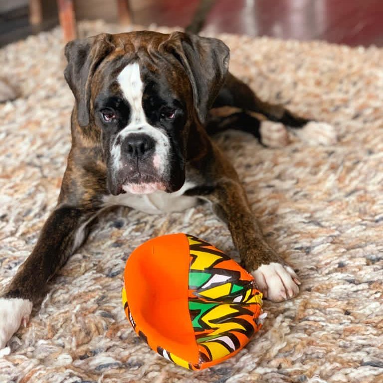 15 Amazing Facts About Boxers You Probably Never Knew 11