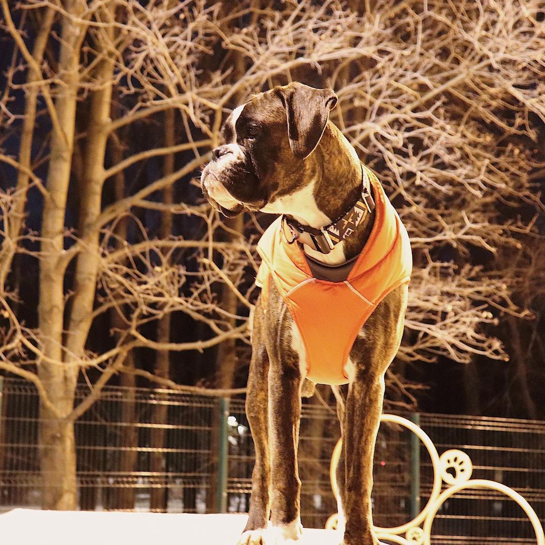 15 Amazing Facts About Boxers You Probably Never Knew 9