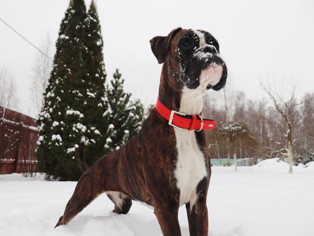 15 Amazing Facts About Boxers You Probably Never Knew 10