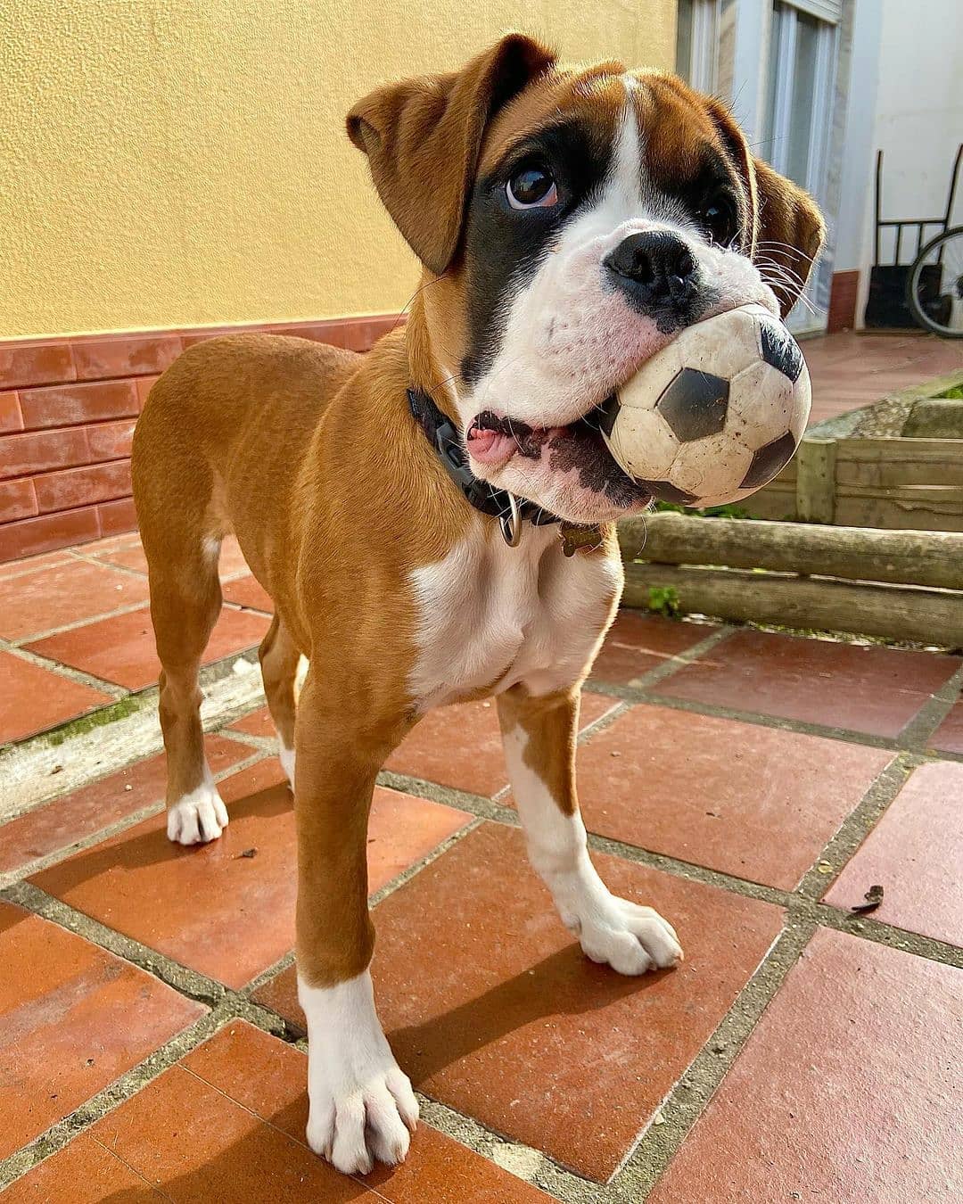 15 Amazing Facts About Boxers You Probably Never Knew 11