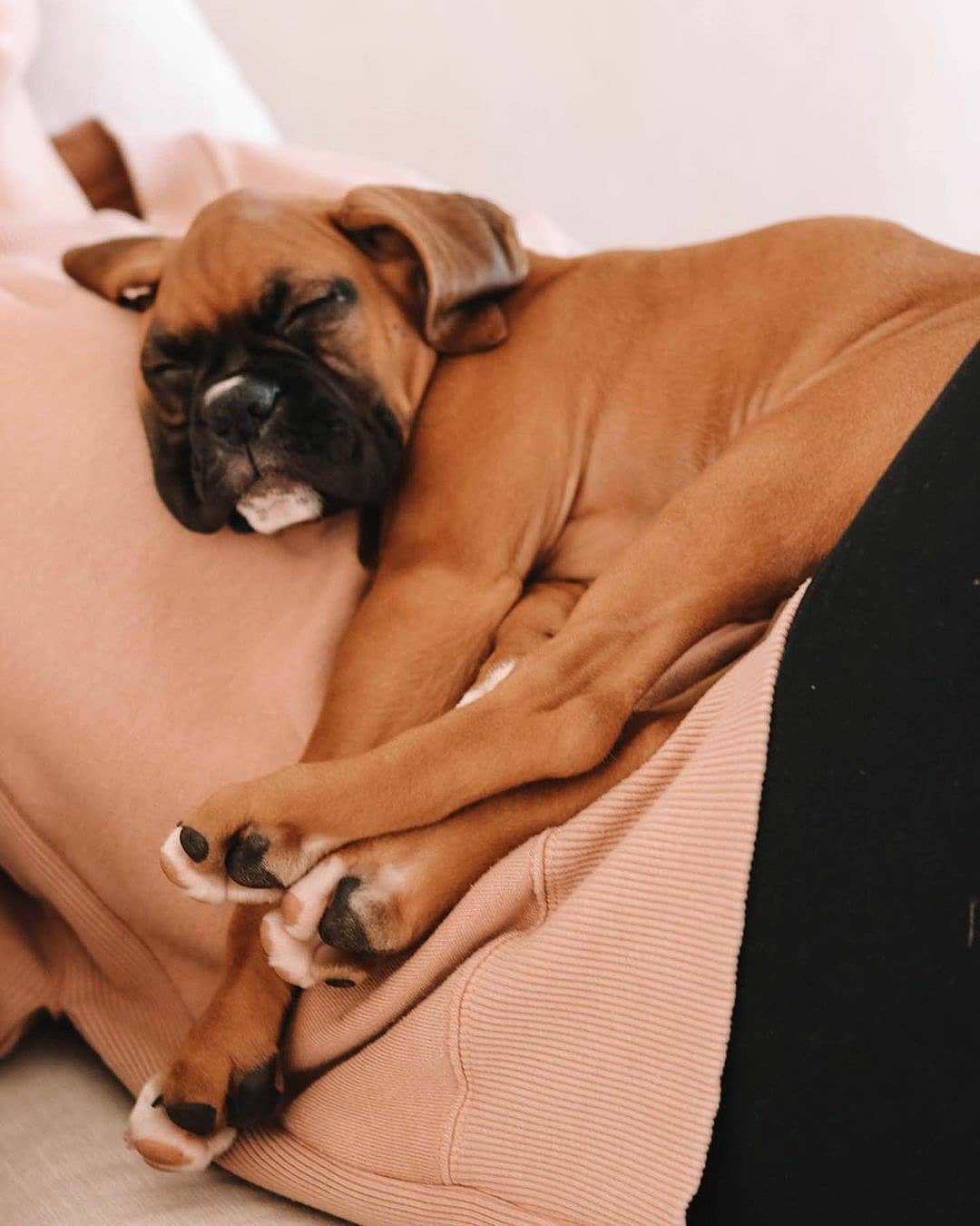 15 Amazing Facts About Boxers You Probably Never Knew 9