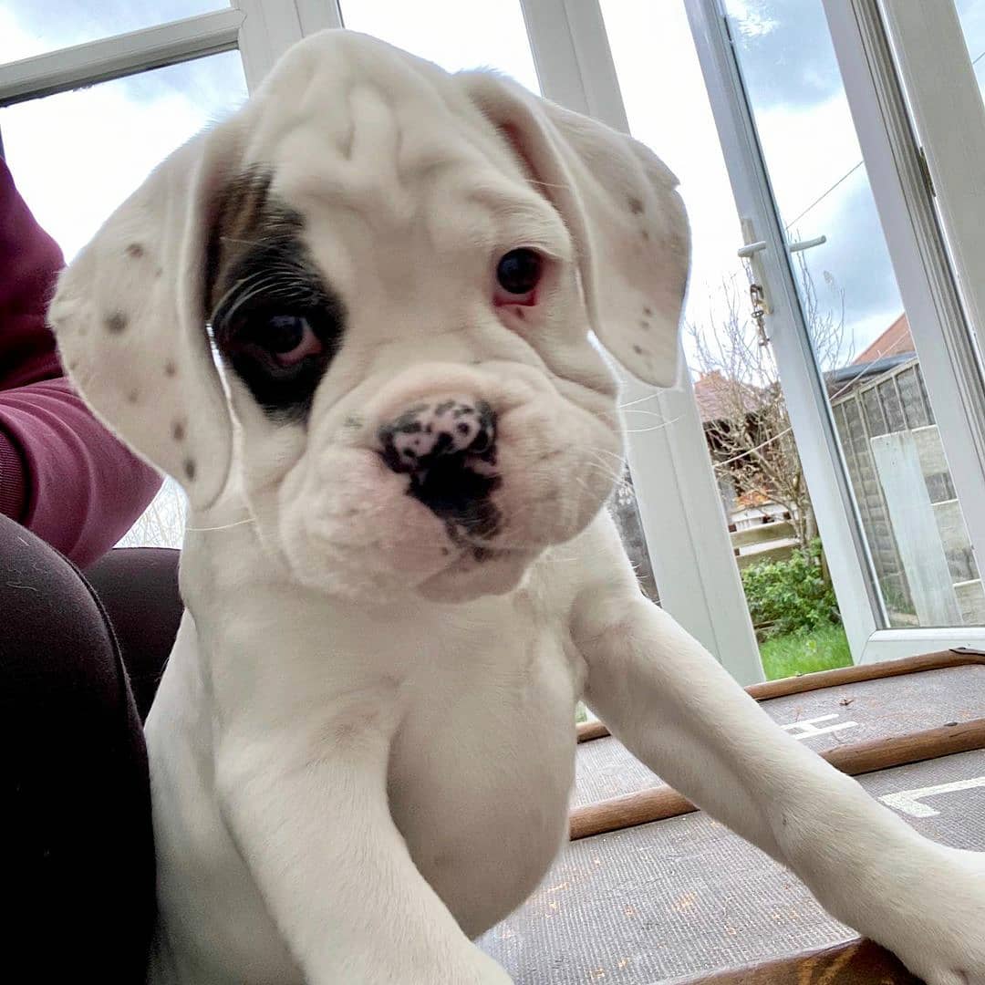 15 Amazing Facts About Boxers You Probably Never Knew 10