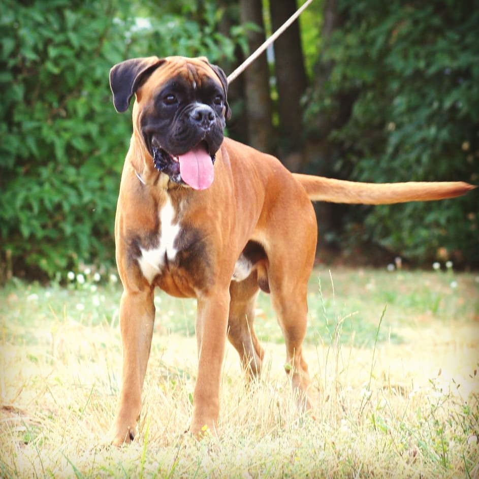 15 Interesting Facts About Boxers 11