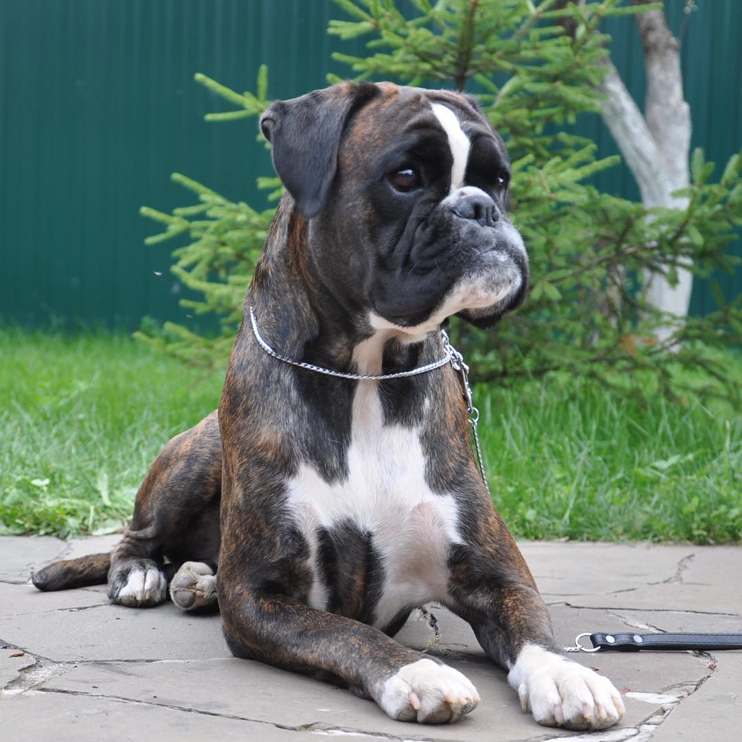 15 Amazing Facts About Boxers You Probably Never Knew 11