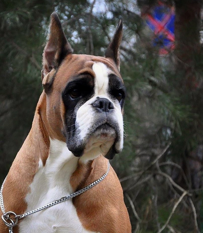 15 Cool Facts About Boxers 9 15 Cool Facts About Boxers 9