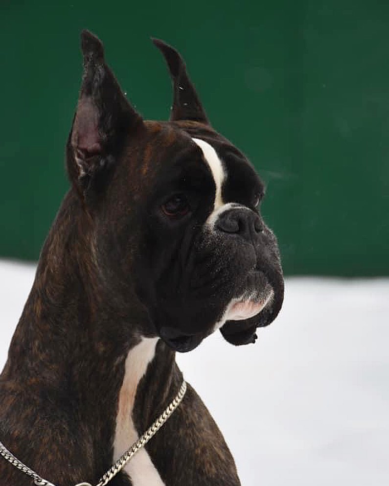 15 Cool Facts About Boxers 10 15 Cool Facts About Boxers 10