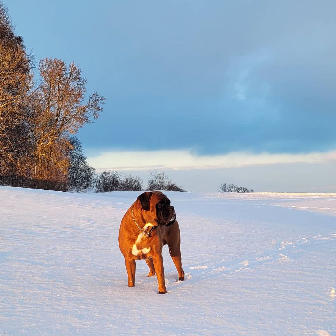 15 Cool Facts About Boxers 9