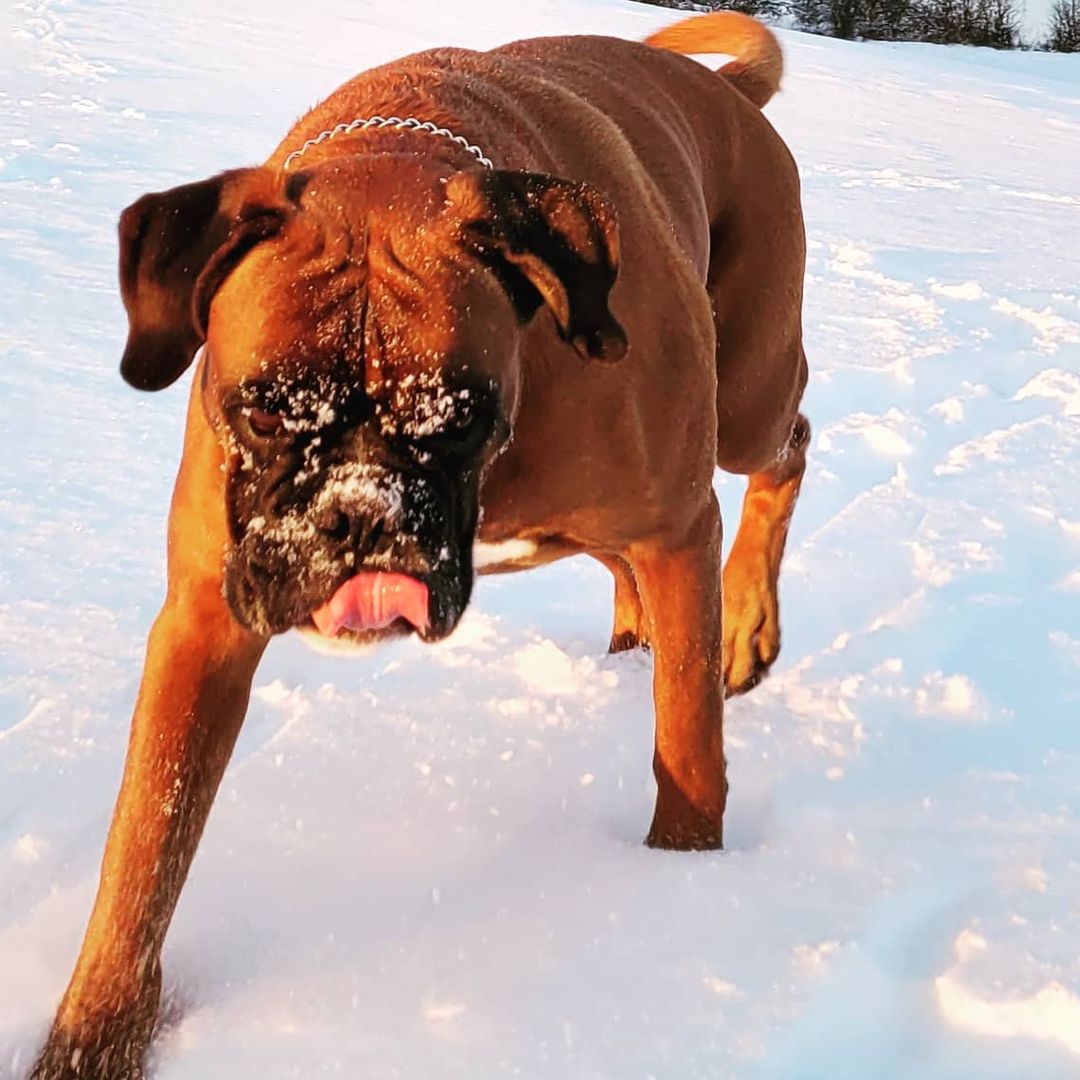 15 Cool Facts About Boxers 10