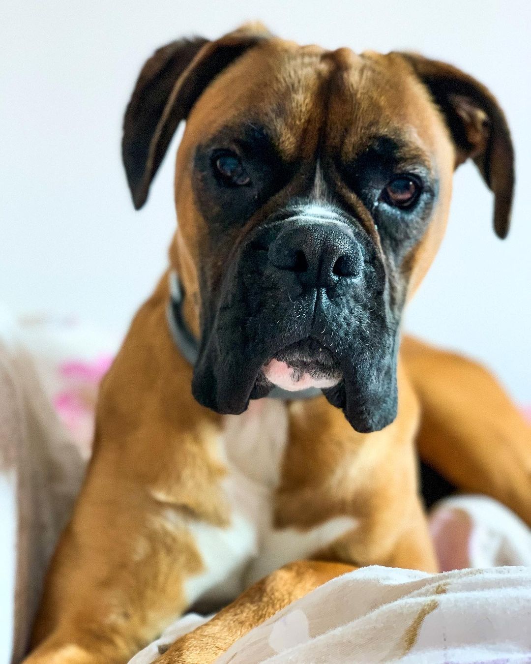 15 Cool Facts About Boxers 11