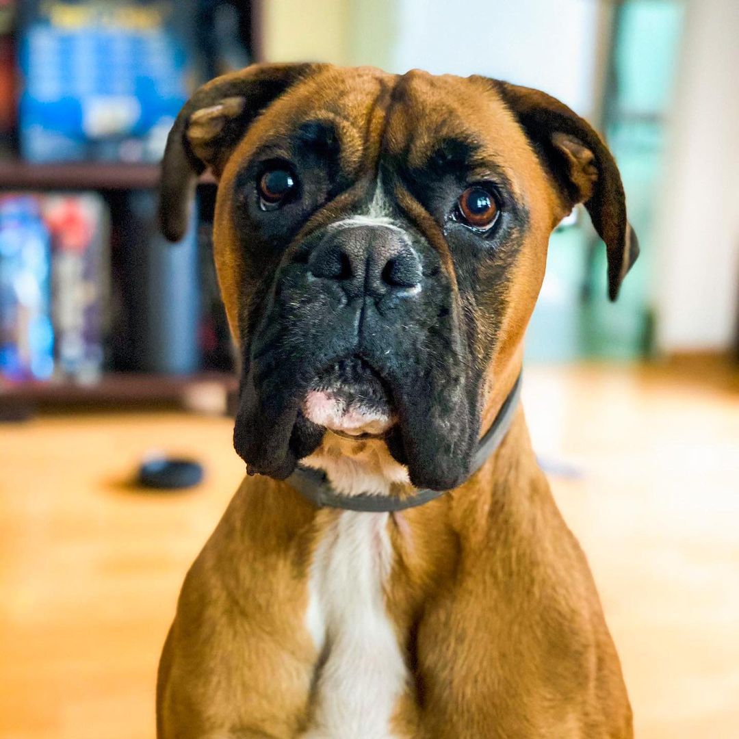 15 Cool Facts About Boxers 9