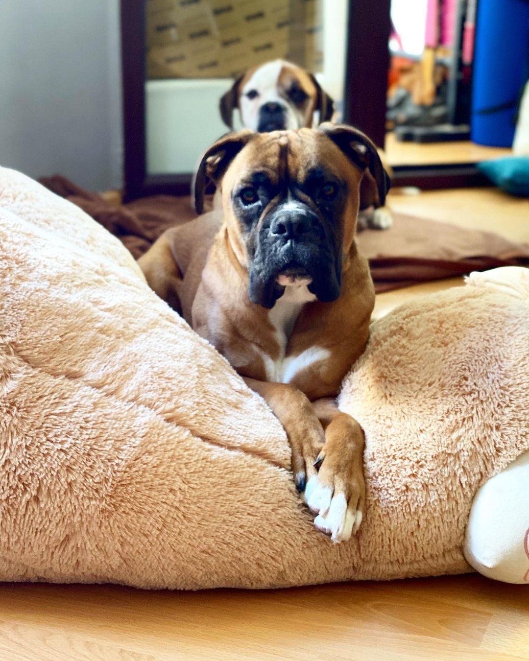 15 Cool Facts About Boxers 10