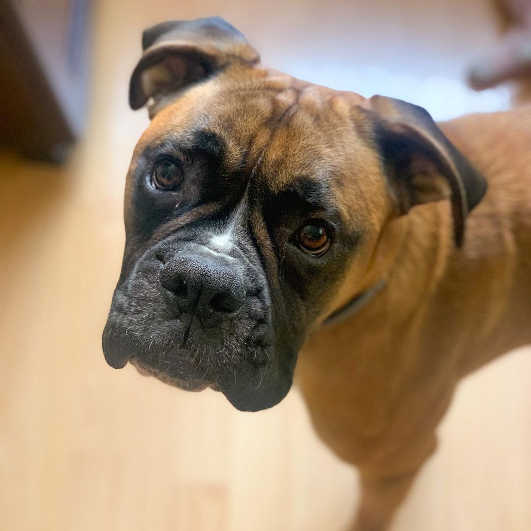 15 Cool Facts About Boxers 9