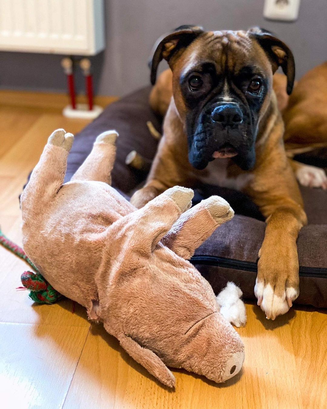 15 Cool Facts About Boxers 10