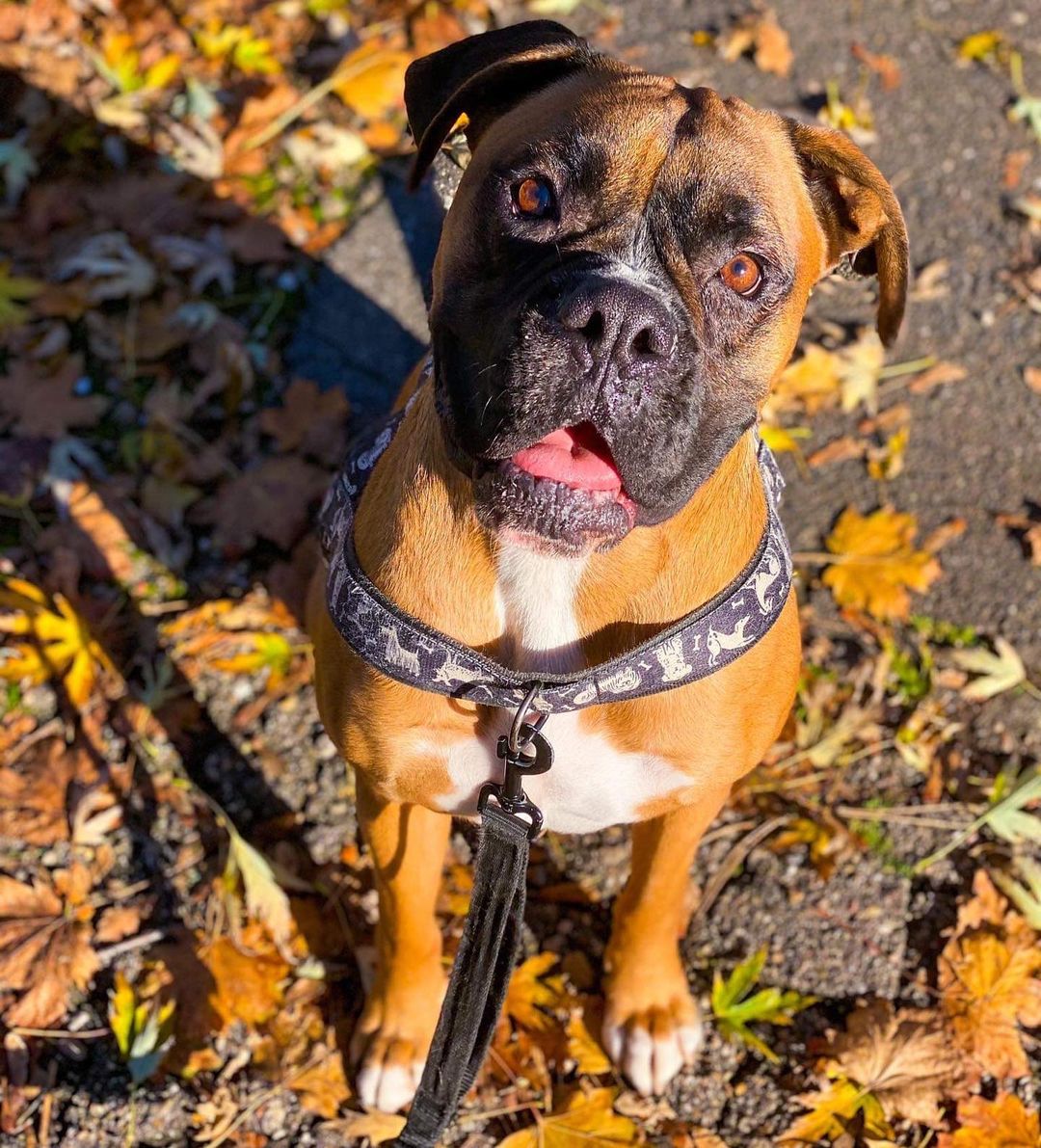 15 Cool Facts About Boxers 11