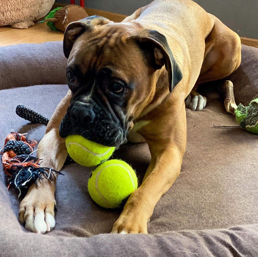 15 Cool Facts About Boxers 9