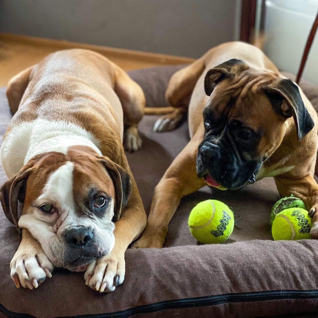 15 Cool Facts About Boxers 10