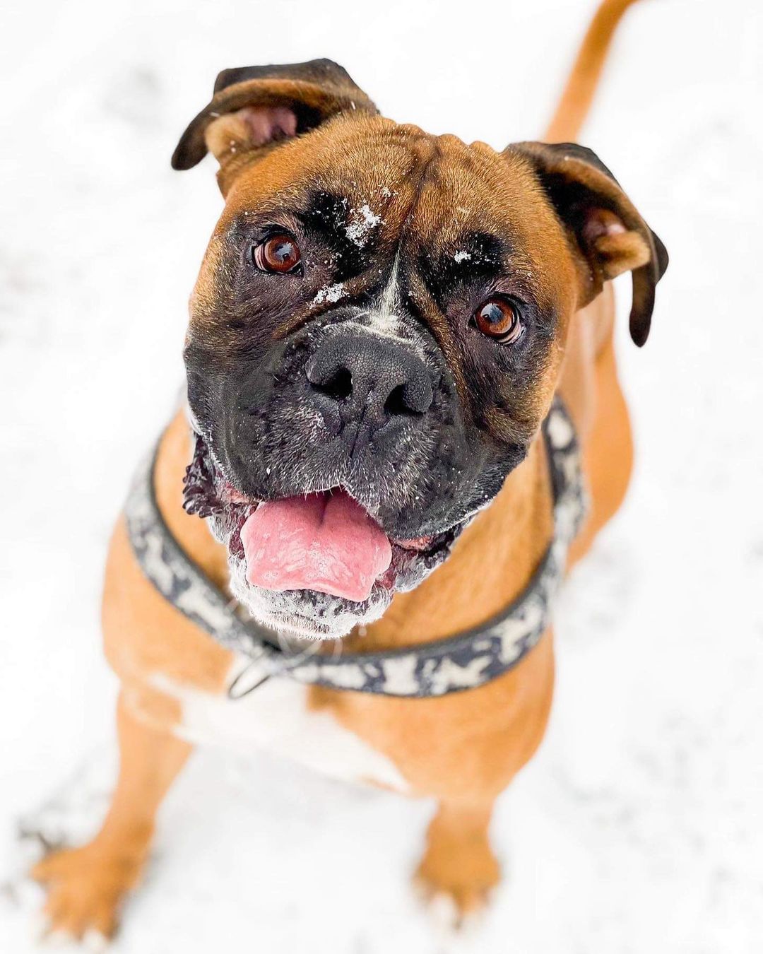 15 Cool Facts About Boxers 11