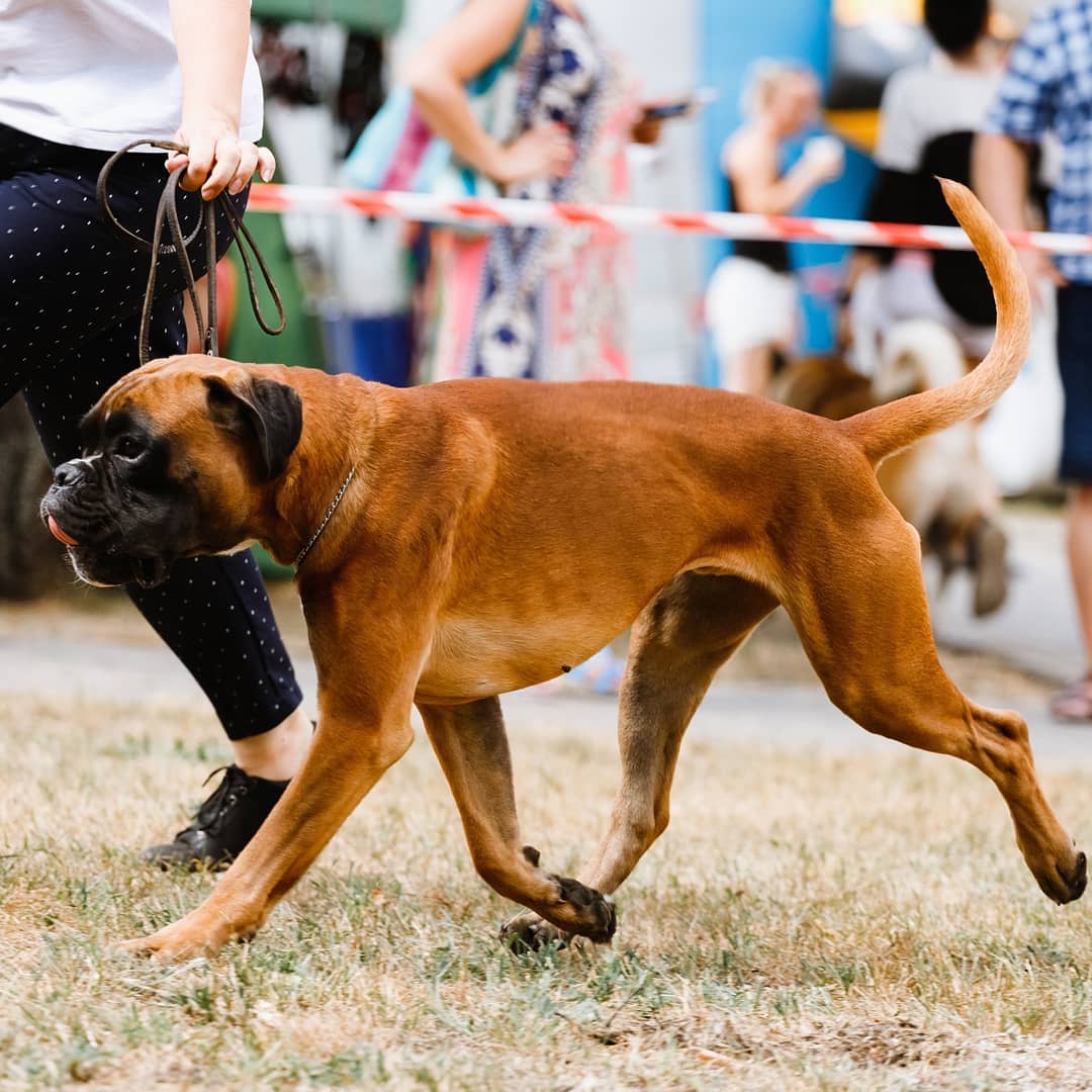 15 Interesting Facts About Boxers 11