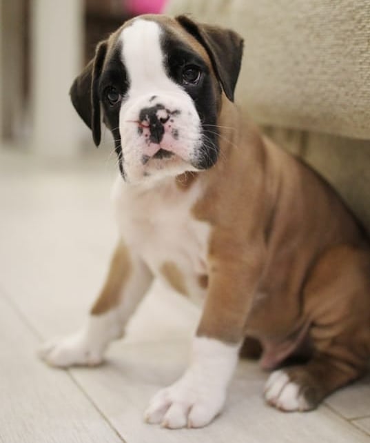 15 Interesting Facts About Boxers 10