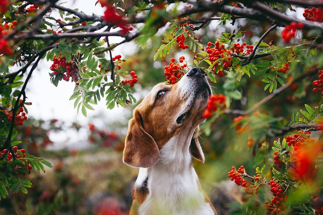 15 Interesting Facts About Beagles 14